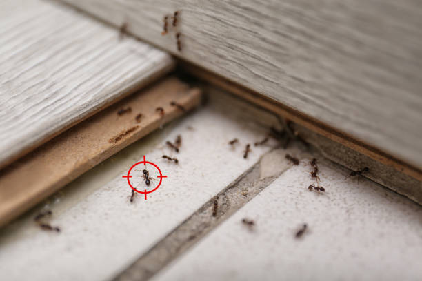 Best Insect Control  in Belterra, TX