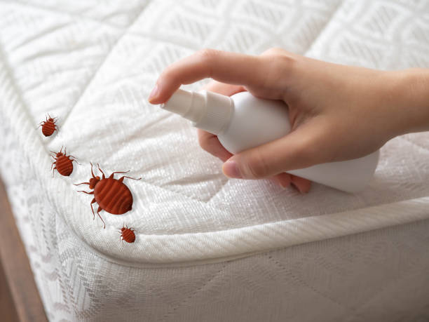 Best Local Pest Control Services  in Belterra, TX